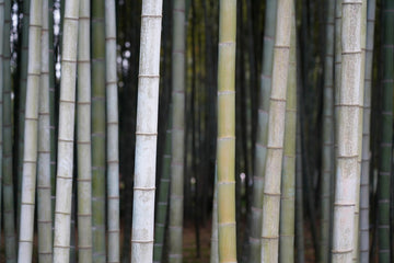 Benefits of Bamboo Compression Fabric
