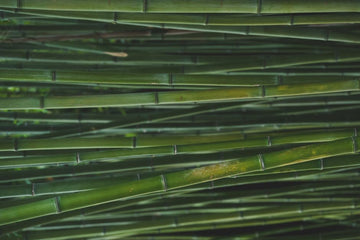 The Eco Friendly Advantages of Bamboo Fiber Activewear